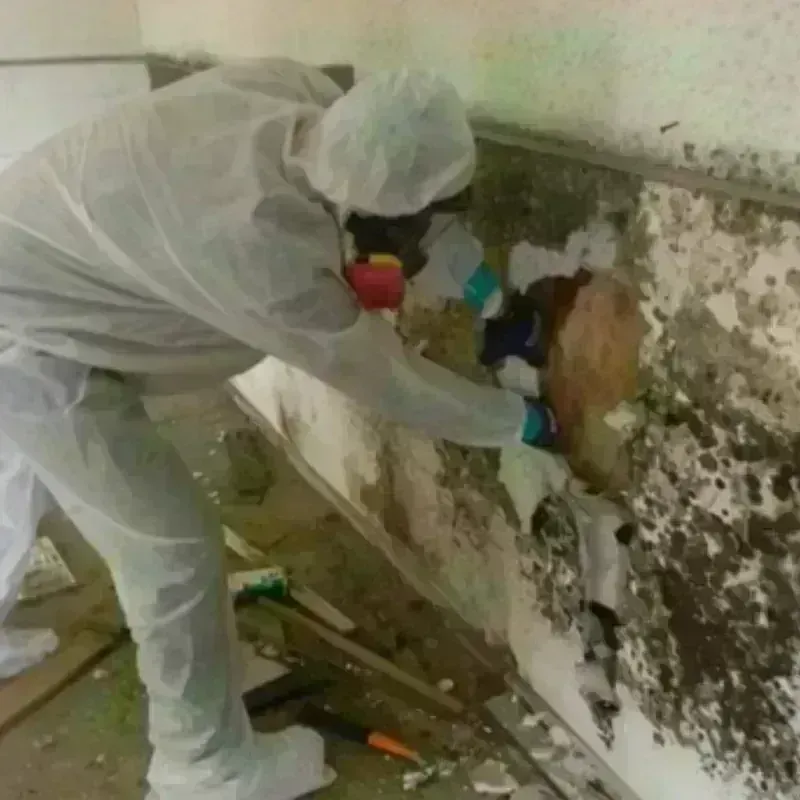 Mold Remediation and Removal in Sweet Home, OR